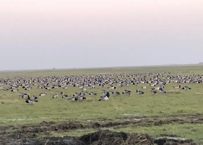 Motel Apartments 3* Tønder